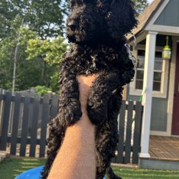Teddy (silver boy) - Black male Poodle puppy in Gainesville, Georgia from Rose’s Goldendoodles & Standard Poodles