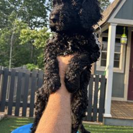 Teddy (silver boy) - Black male Poodle puppy in Gainesville, Georgia from Rose’s Goldendoodles & Standard Poodles