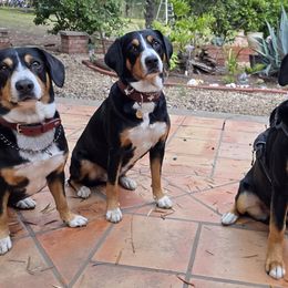 Entlebucher Mountain Dogs from Mont Blanc