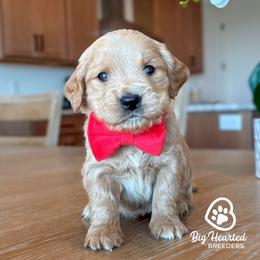 Cheddar - Cream male Goldendoodle puppy in Utah County, Utah from Big Hearted Breeders