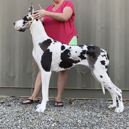 Syrah - Great Dane