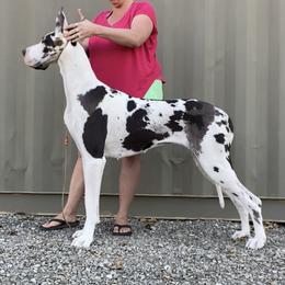 Syrah - Great Dane