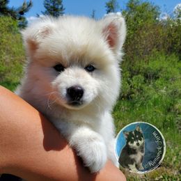 Pomsky Puppies from Runamok Farm