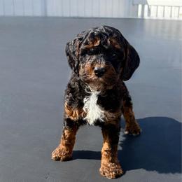 Boy black collar - Phantom male Poodle puppy in Henefer, Utah from Mountain Valley Poodles