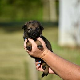 Light Blue - Sable female German Shepherd puppy in Cherryville, North Carolina from Masky Kennel
