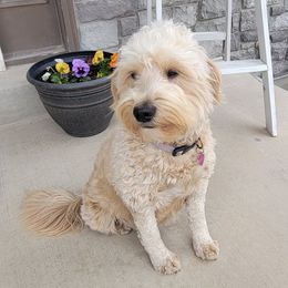 Princess - Goldendoodle