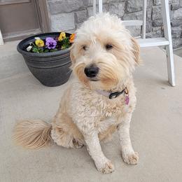 Princess - Goldendoodle