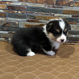 Boy 1 - Black and tan male Pembroke Welsh Corgi puppy in Visalia, California from VIP Stables