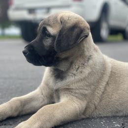 Anatolian Shepherd Dog Puppies from Wild Rooster Family Farm – AKC Anatolian Shepherd Breeder, OFA Health Tested