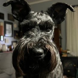 Rhys - Miniature Schnauzer