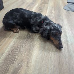 Camo - Dachshund