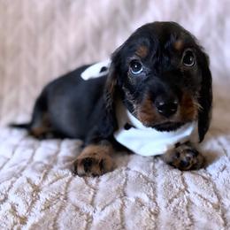 Girl 2 - Wild  boar and tan female Dachshund puppy in Wichita, Kansas from Rustic Dachshunds