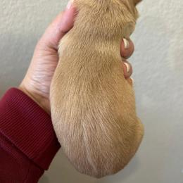 Reece - Wheaten male Scottish Terrier puppy in Crossville, Tennessee from Cavern Kennels