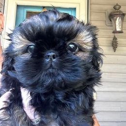 Lucky Charm - Red female Shih Tzu puppy in Nekoosa, Wisconsin from Brox Acres House of Fur LLC