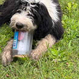 Girl 1  lt pink - Black and white female Sheepadoodle puppy in Eleva, Wisconsin from Molly’s Doodles