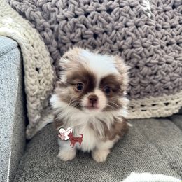 Male 2 - Chocolate sabled fawn Chihuahua puppy in Williamsburg, Virginia from PAWSitive Cheeky Chihuahuas