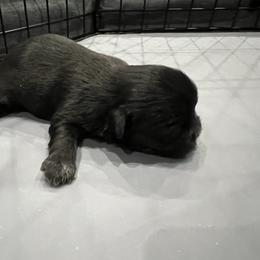 Rogue - Black female Shih Tzu puppy in Fair Grove, Missouri from Hilltop Shih Tzus