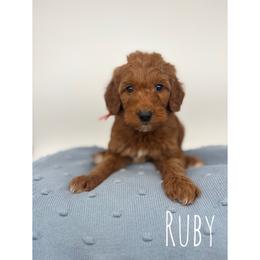 Ruby - Red  female Goldendoodle puppy in Smithfield, Kentucky from KBK9 Kennels