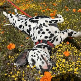 Dalmatian All Grown Up from Rosais Acres LLC