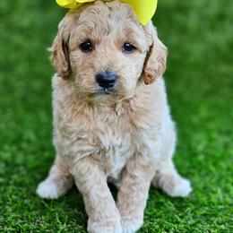 Kaia's Yellow Girl - female Goldendoodle puppy in Kountze, Texas from Texas Doodles LLC
