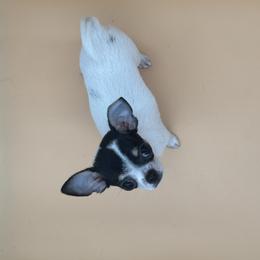 Patootie - Black and white female Chihuahua puppy in Smyrna, Georgia from GeorgiasChihuahuas