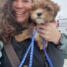 Assorted Doodle Crosses, Aussiedoodle, Australian Shepherd, Long Haired Weimaraner, Shihpoo, and Shih Tzu Puppies from Rockiń N Kennel