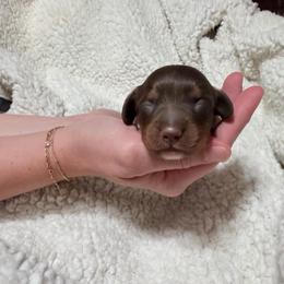 Singleton - Chocolate and tan male Dachshund puppy in Bremen, Georgia from Jones Royal Kennels / Jones Miniature Dachshunds
