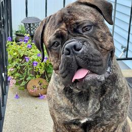 Coal - Bullmastiff