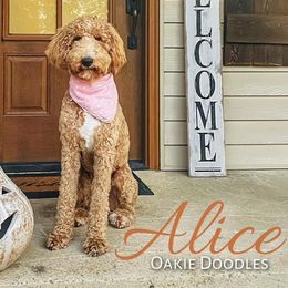 Alice - Goldendoodle