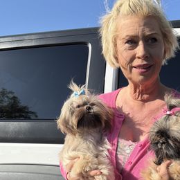 Shih Tzus from Becca Wilde