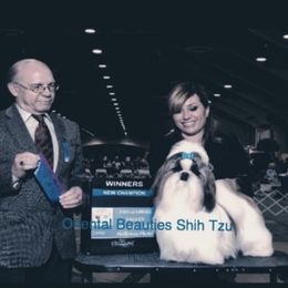 Gucci  - Shih Tzu