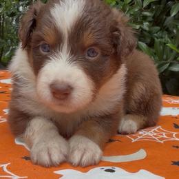 Sage - Red tri-color female Australian Shepherd puppy in Inverness, Florida from Swamp Puppy Canine Kennel