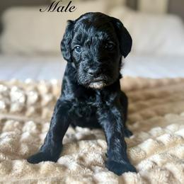 Lunar - Black male Goldendoodle puppy in Orangevale, California from Ugly Dad Doodles