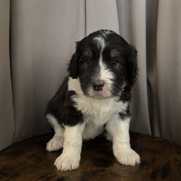 Cory - Black tri-color male Assorted Doodle Crosses puppy in Mesa, Arizona from Arizona Doodle Trails