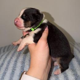 Chicken Crunch Roll - Black tri-color male Australian Shepherd puppy in Anniston, Alabama from All Hale Aussies