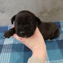 Mischief - Black male Great Dane puppy in Marshall, Michigan from Dream K9