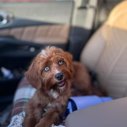 Cozy - Cavapoo