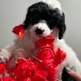 Diva - Parti Poodle puppy in New Kensington, Pennsylvania from Happy puppy tails