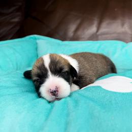 LORETTA - Sable female Pembroke Welsh Corgi puppy in Ritzville, Washington from Sapphire Iris Corgis