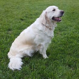 Golden Retrievers from Trusted Goldens