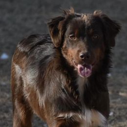 Miniature Australian Shepherds from Rockin CT Mini Aussies