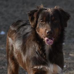 Miniature Australian Shepherds from Rockin CT Mini Aussies
