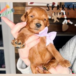 Sparkle - Red  female Goldendoodle puppy in Hilton, New York from The House of Goldendoodle