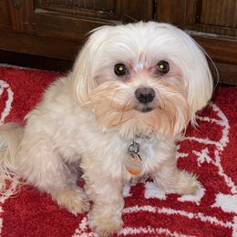 Pappy - Maltese