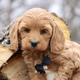 Bernedoodle and Cavapoo Puppies from Lawler’s Legacy Litters
