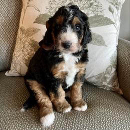 Charlie Brown Boy - Tri-color male Bernedoodle puppy in The Woodlands, Texas from Gracie's Goldendoodles and Bernedoodles