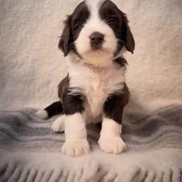 Garth - Chocolate male Labradoodle puppy in Danville, Indiana from Marley’s Doodle Ranch