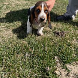 Basset Hound and Labrador Retriever Puppies from Porter Kennels