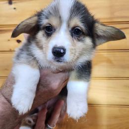 Shirley boy 2 - Blue merle and white male American Corgi puppy in Hampton, Tennessee from TC Farms Stock Dogs - Miniature Australian Shepherds