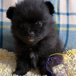 AKC SPIKE - Black male Pomeranian puppy in Watkins Glen, New York from Wicked Spirits Pomeranians